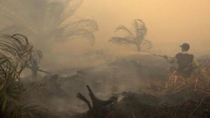 Asap Karhutla Kalimantan Meluas, Tiga Negara Tetangga Mulai Terdampak