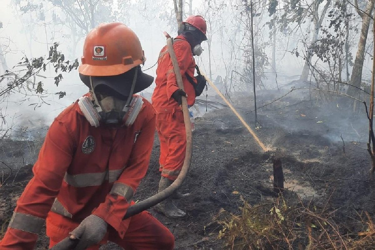 Api Nyaris Masuk Kawasan Hutan Samboja, Pembukaan Sawit Diduga Jadi Pemicu
